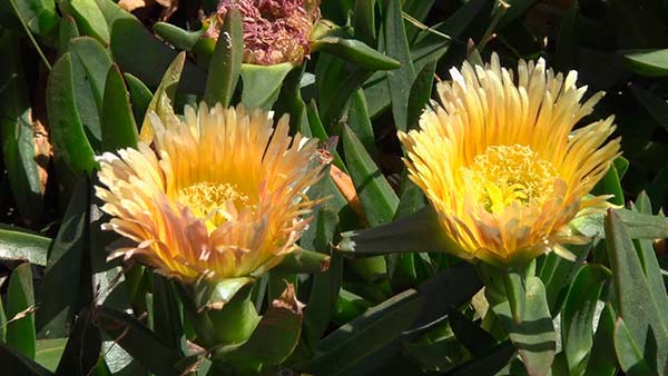 Carpobrotus edulis 1