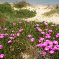 Carpobrotus edulis Portada