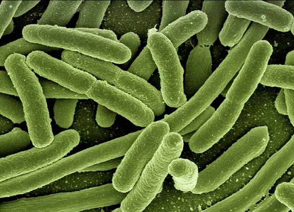 Logran guardar un GIF en el ADN de una bacteria - Greenteach