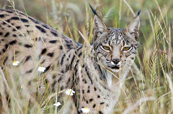 lince ibérico