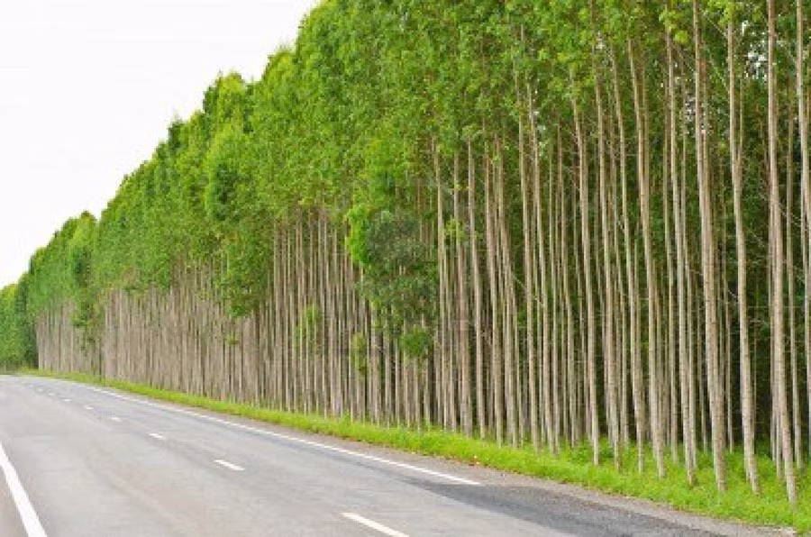 arrancan eucaliptos Destacada