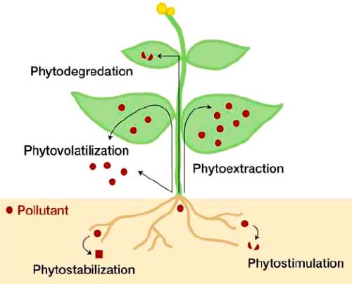 Fitorremediación 1