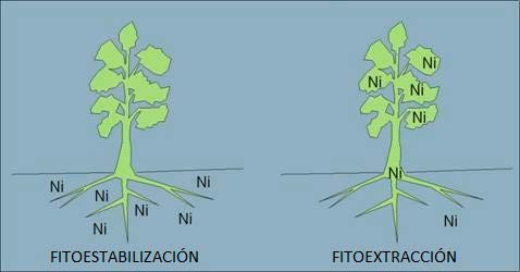 Fitorremediación 4