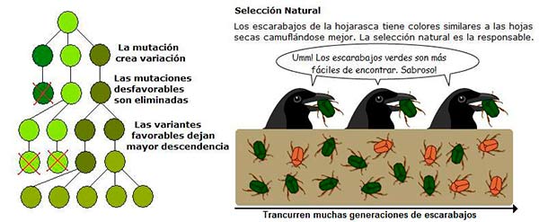 selección natural 2