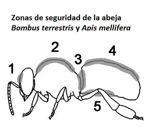 abejas