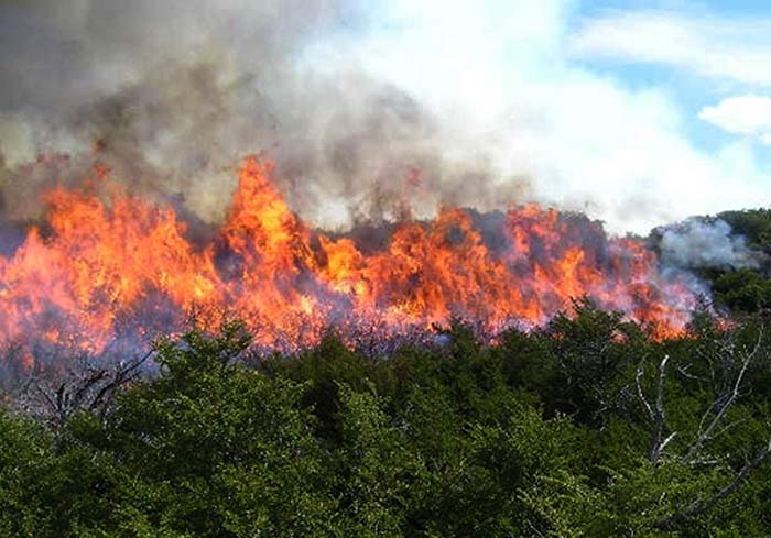 consecuencias de los incendios forestales 1