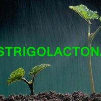 estrigolactonas portada