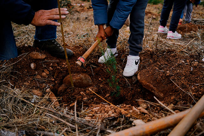 reforestación tras incendio forestal