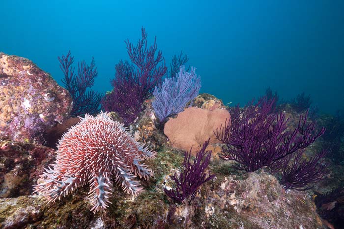 blanqueamiento de coral arrecife