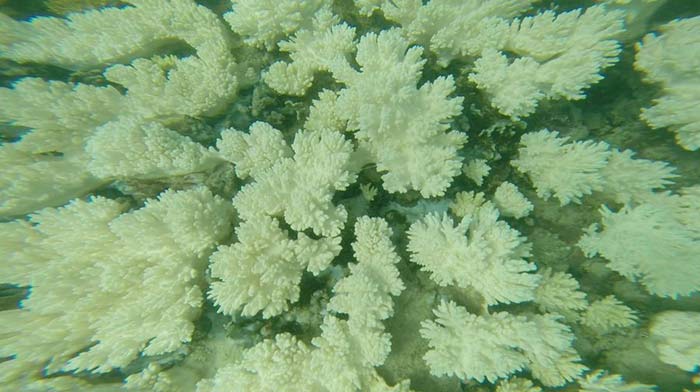 blanqueamiento de coral blanco