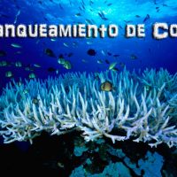 blanqueamiento de coral Portada