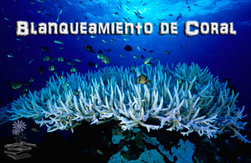 blanqueamiento de coral Portada