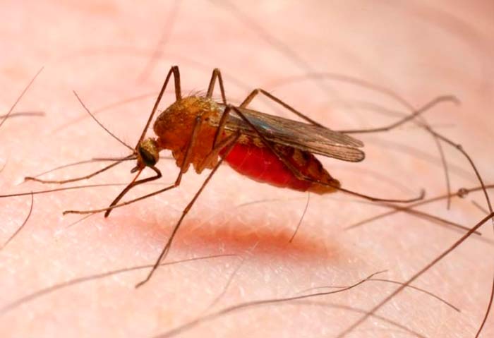 malaria mosquito