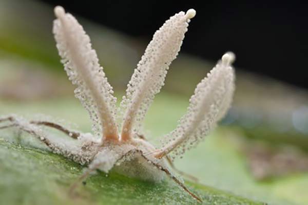 Corduceps sobre araña