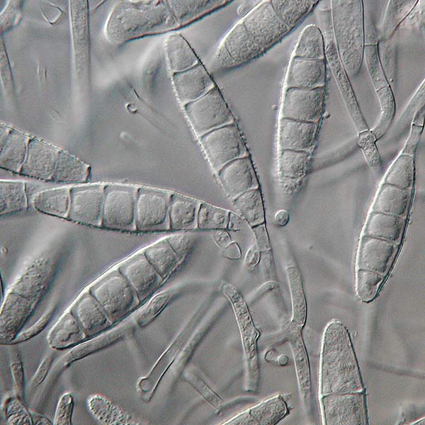 Microsporum