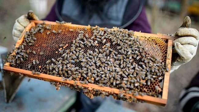 panel abejas muertas