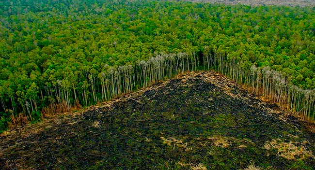 Resultado de imagen para DETERIORO DEL HABITAT