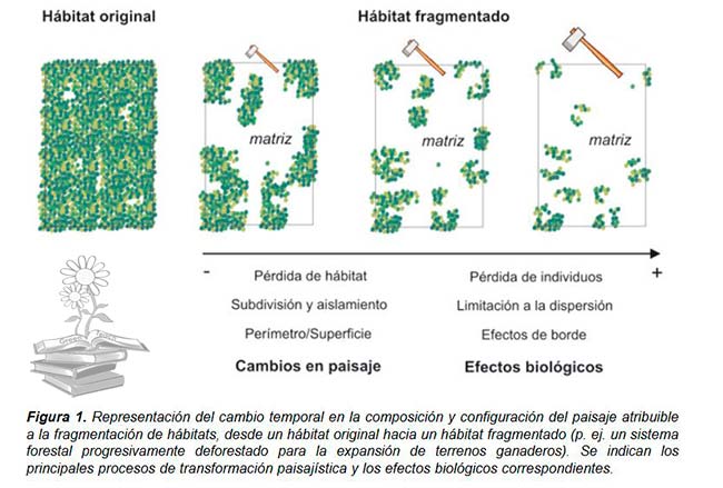 proceso fragmentación de hábitats