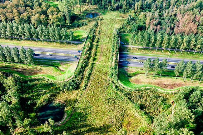 corredor ecológico