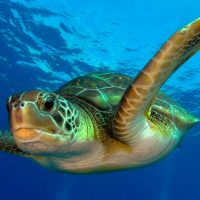 calentamiento global convierte en hembras al 99% de las tortugas