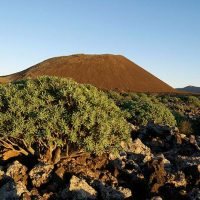 extinciones en masa en Canarias Portada