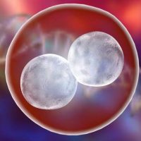 edición genética en embriones Portada