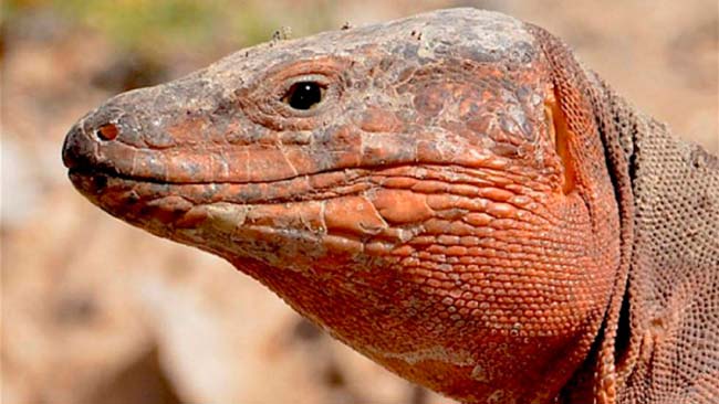 lagarto gigante Canarias