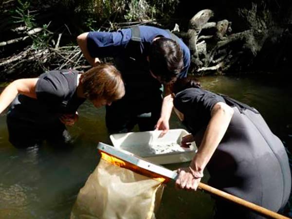 recogida macroinvertebrados