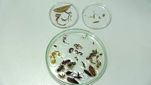 macroinvertebrados acuáticos