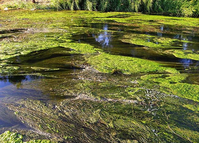 eutrofización aguas 