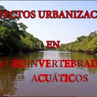 macroinvertebrados acuáticos portada