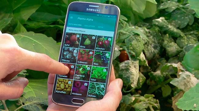 Plantix, app enfermedades plantas