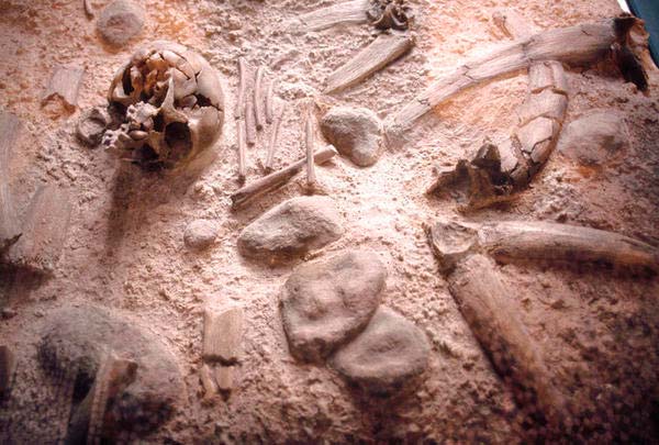 fósiles en cueva del Sidrón