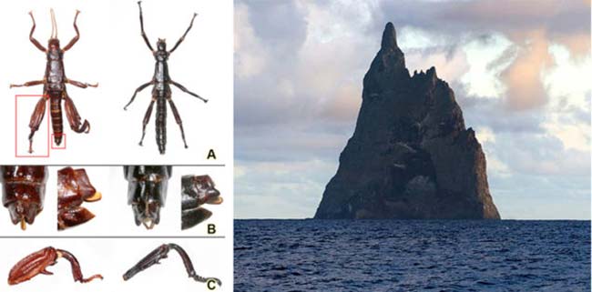 insecto palo gigante isla Lord Howe