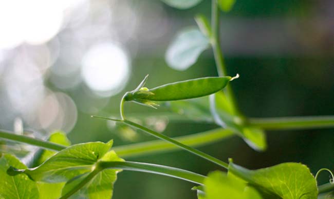 planta guisante