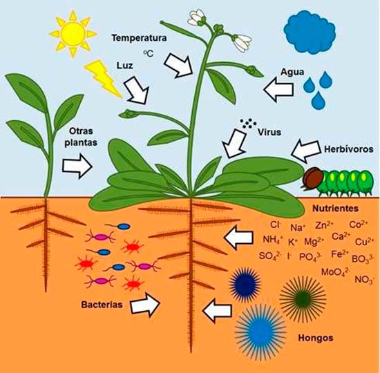 inteligencia de las plantas esquema