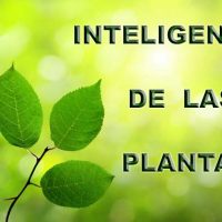 inteligencia de las plantas Portada