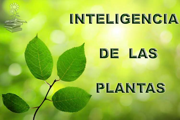 Inteligencia de las plantas, su percepción del entorno