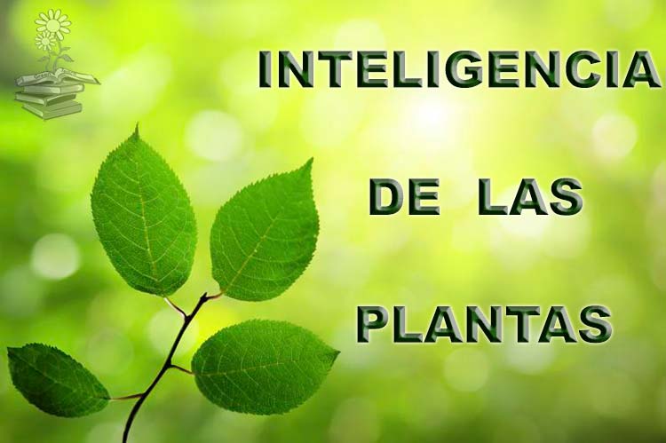 inteligencia de las plantas Portada