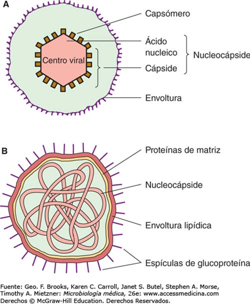 morfología adenovirus