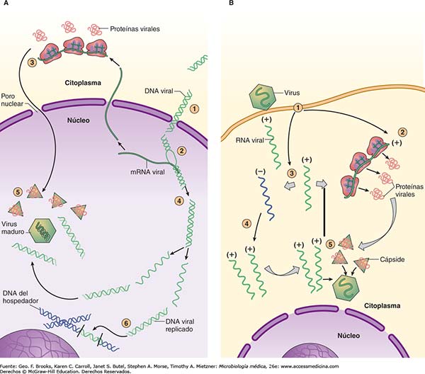 localización morfogénesis adenovirus