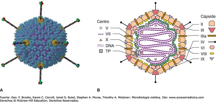 partes adenovirus