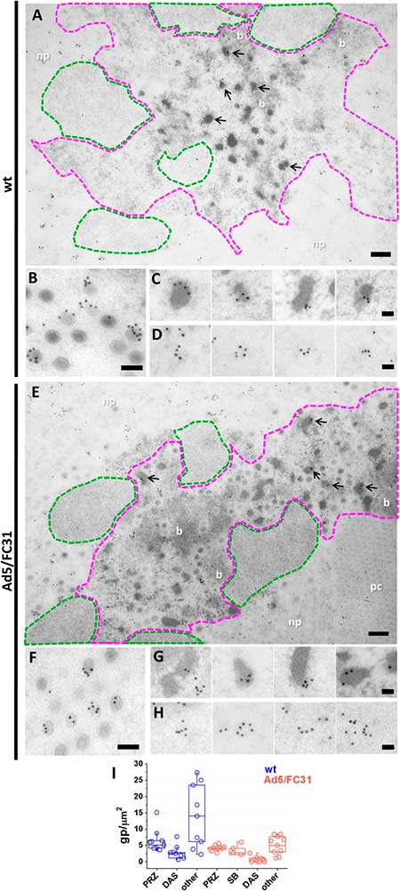 morfogénesis de adenovirus Figura 3