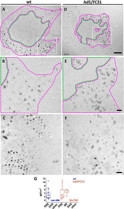 morfogénesis de adenovirus Figura 4