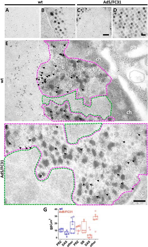 morfogénesis de adenovirus Figura 5