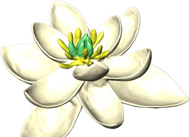 primera flor de la Tierra 1