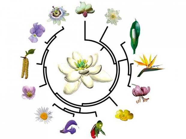 evolución primera flor de la Tierra