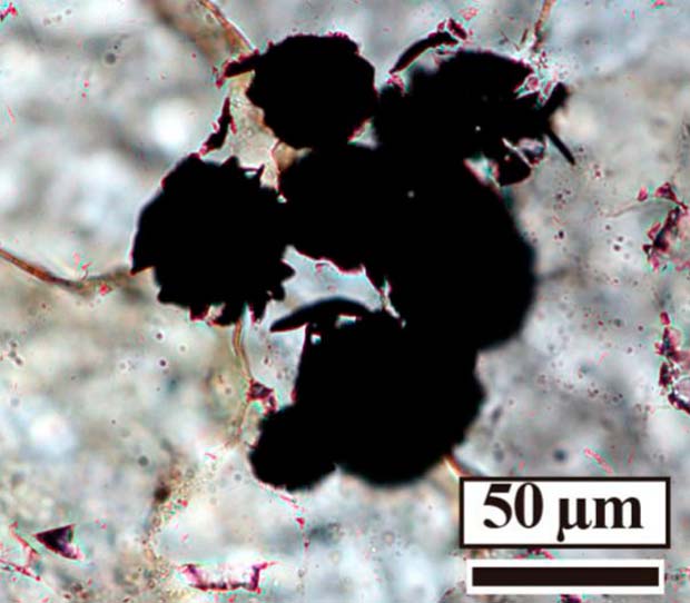 fósiles primeros microorganismos microscopio