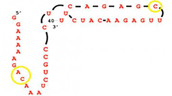 molécula ARN origen de la vida