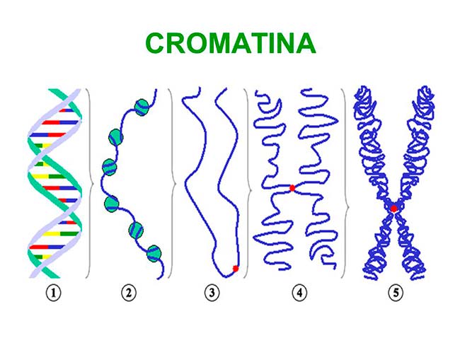 cromatina